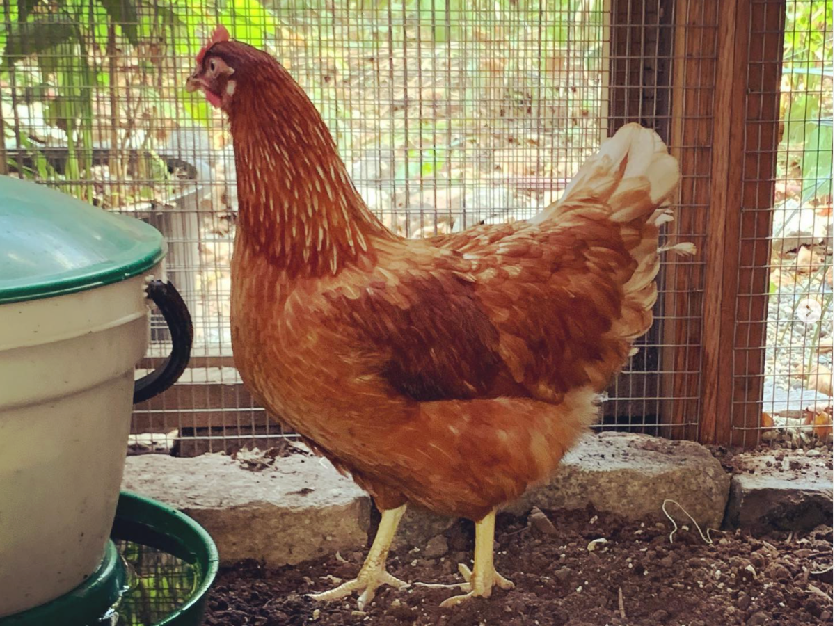 Meet the chickens who summer in the&nbsp;city