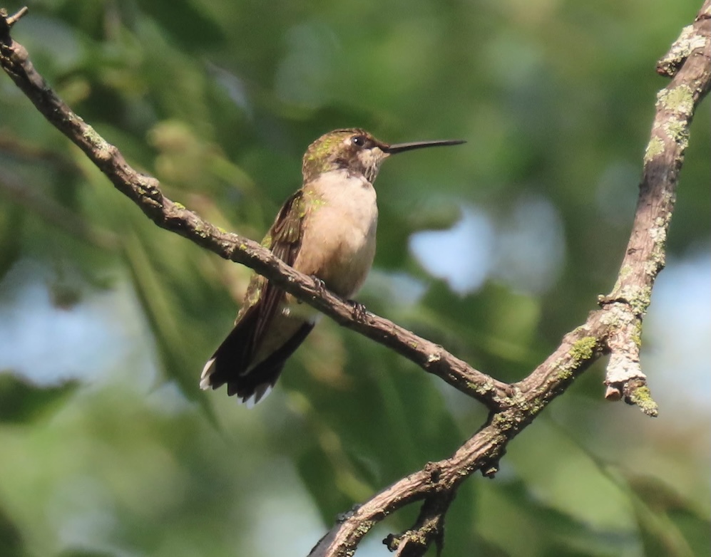 Ruby Throated Hummingbird in Fort Tryon Park