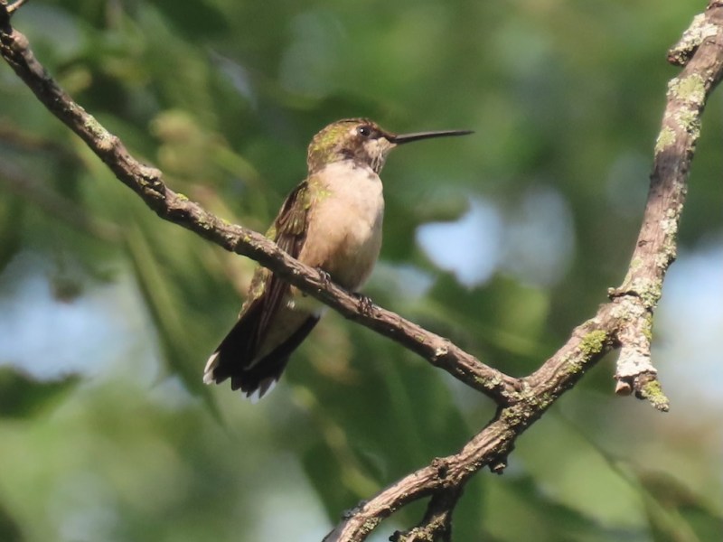 Kid Birding in Fort Tryon&nbsp;Park